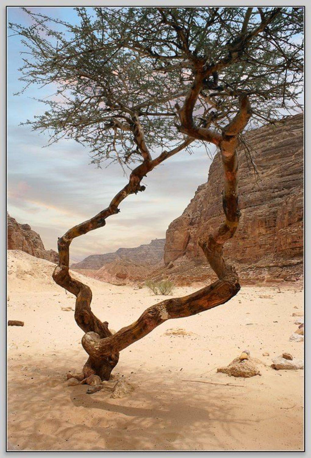 Синайский лес. Полдень.... Автор: troofel синай египет цветной каньон, troofel