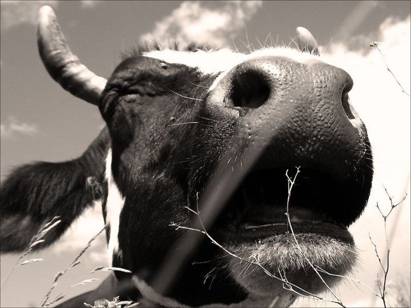 корова вот тебе и мууууу!photo preview