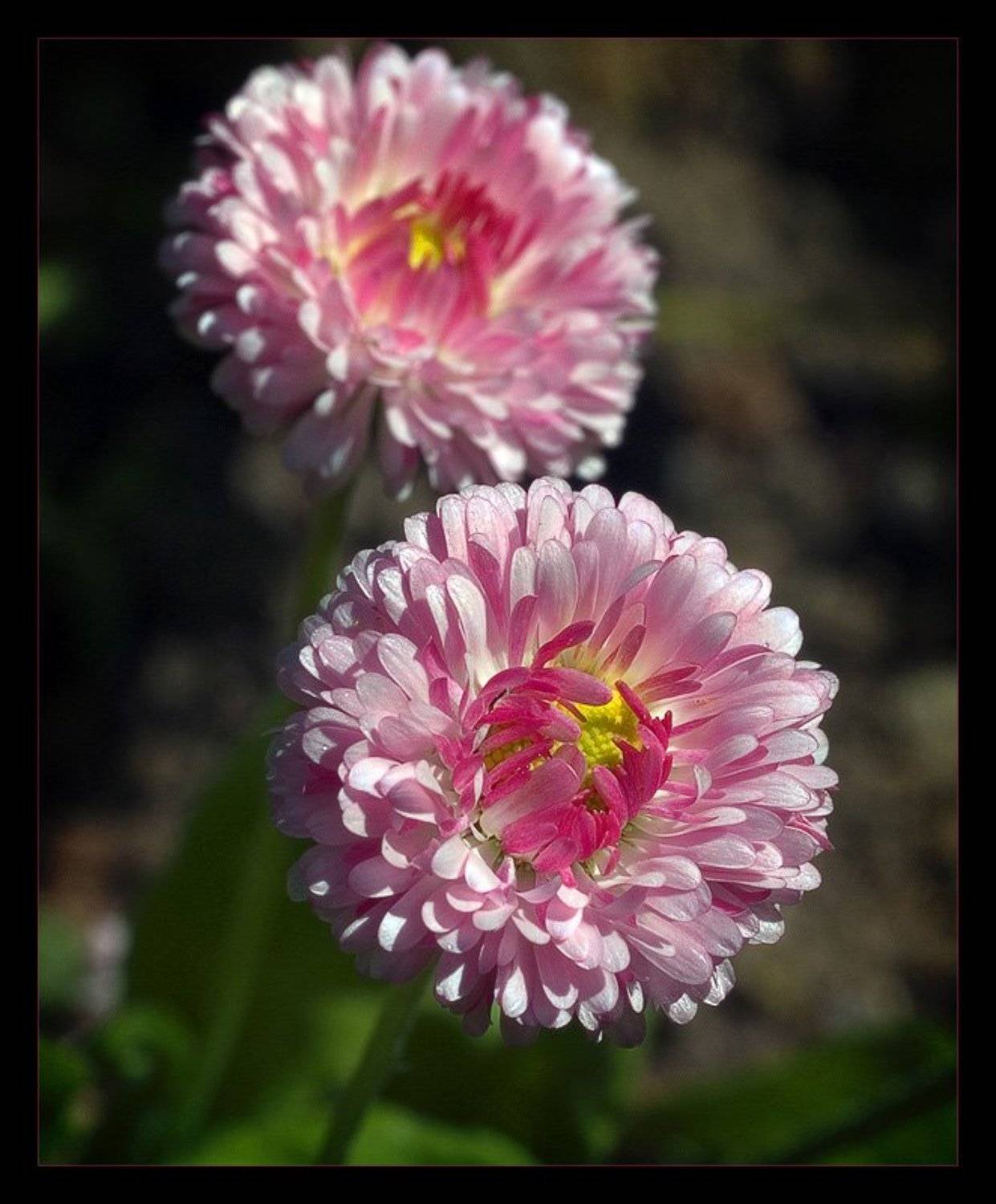 Парочка. Автор: Павел М. Цветков , Павел М. Цветков