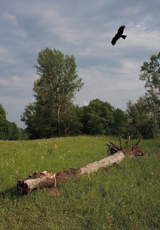 Живые и мёртвые фото превью