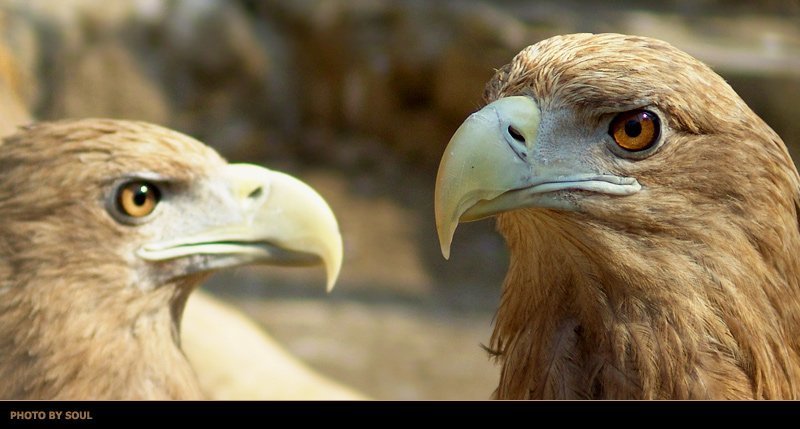 орел *****photo preview