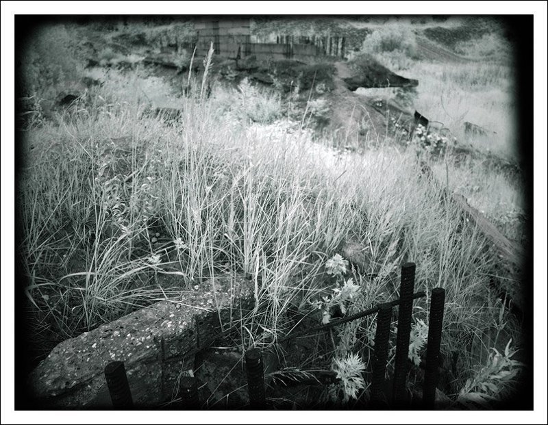 ик,инфракрасная,infrared,ir И на камнях растут цветыphoto preview