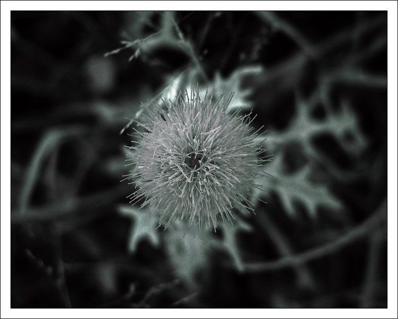 ик,инфракрасная,infrared,ir Остроphoto preview