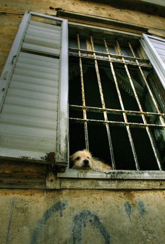 igalsc, city, tel aviv. genre О грустной жизни собачей фото превью