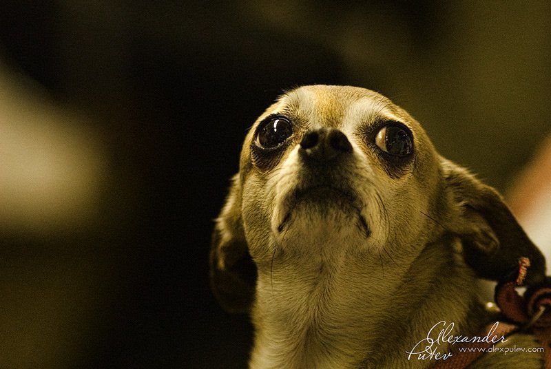 жизнь,собака,метро,хлеб Ну вот, опять Хлеб дорожает...,а обещали лучшую жизнь!photo preview