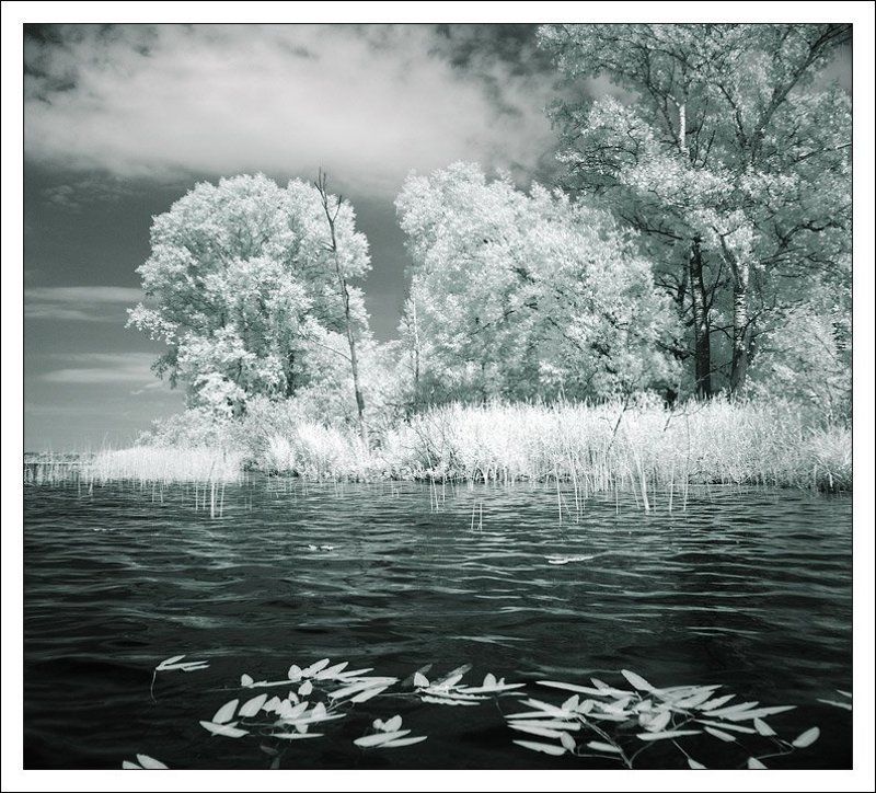 ик, инфракрасное, infrared, лес, озеро Сенеж. ИКphoto preview