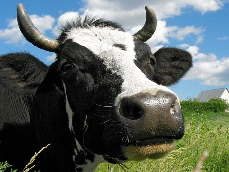 ну что тебе нужно, Городской Жительphoto preview