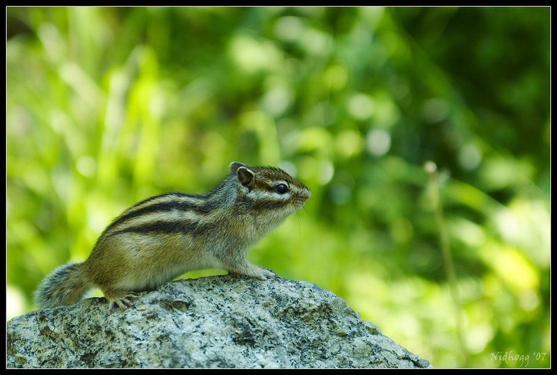 Бурундук...photo preview