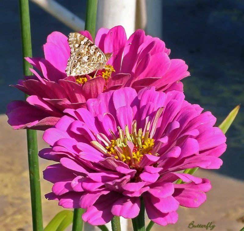 бабочки, цветы бабочкиphoto preview