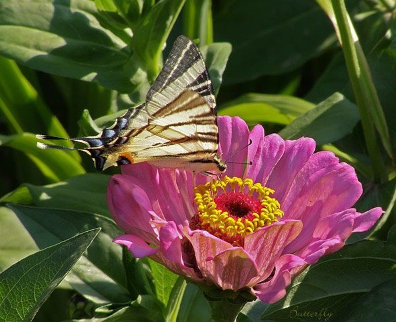 бабочки, цветы еще бабочкаphoto preview