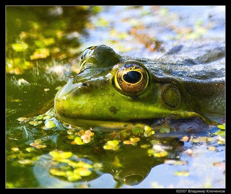 лягушка Царевнаphoto preview