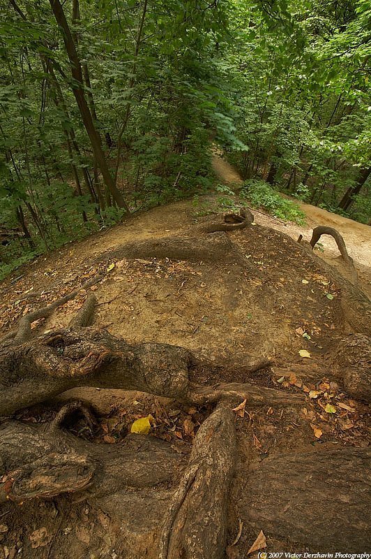 Сказки старого лесаphoto preview