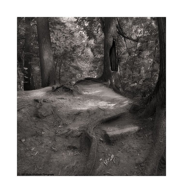 Сказки старого леса 2photo preview