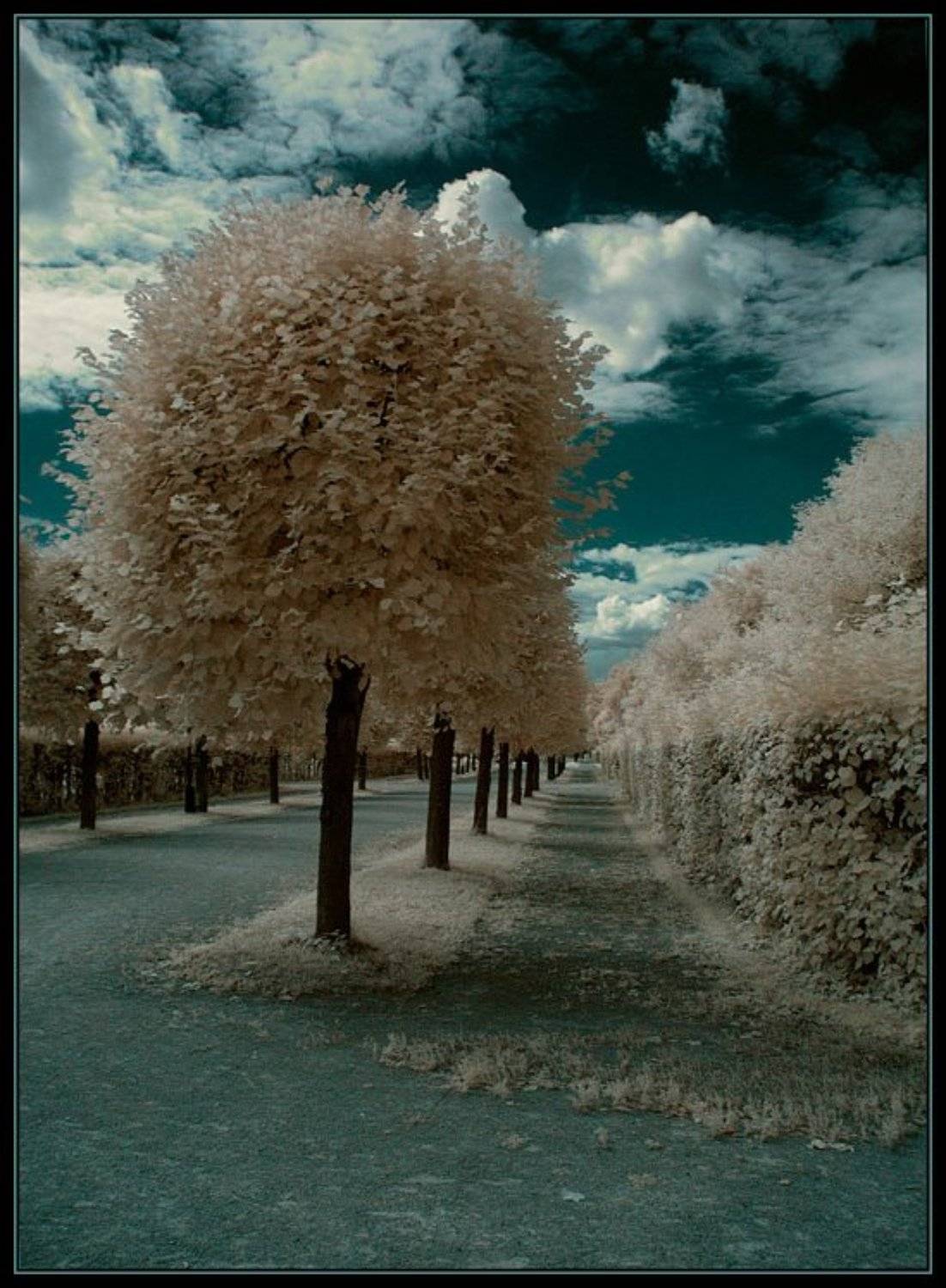 ик, infra red, инфракрасная съемка, Капустин Николай