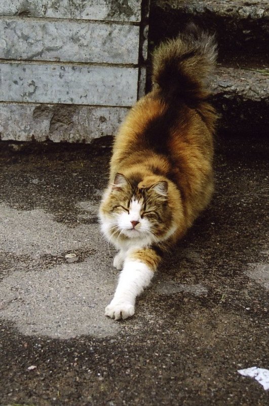 Потягусеньки...photo preview