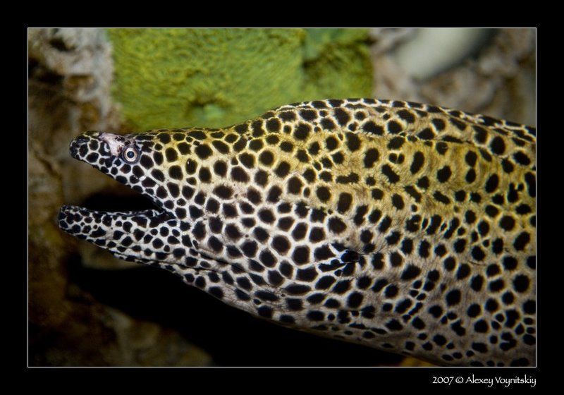 Муренаphoto preview