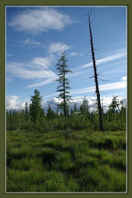 лето,тайга,якутия Зелёное летоphoto preview