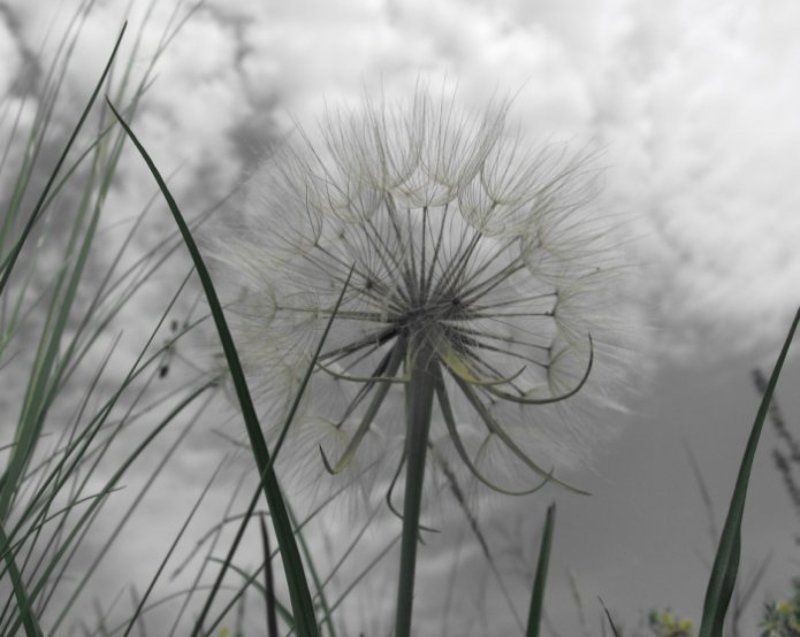 одуванчик photo preview