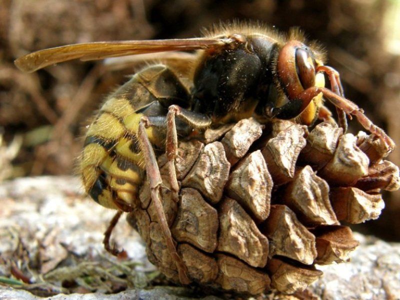 ос, шишка Уфффффффффффф....photo preview