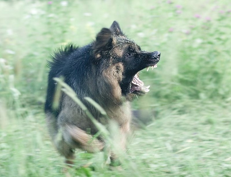 немец,пасть, Оборонительный оскалphoto preview