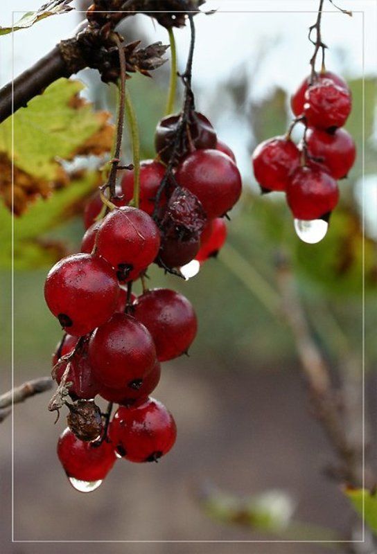 Осень. Остатки роскоши. фото превью