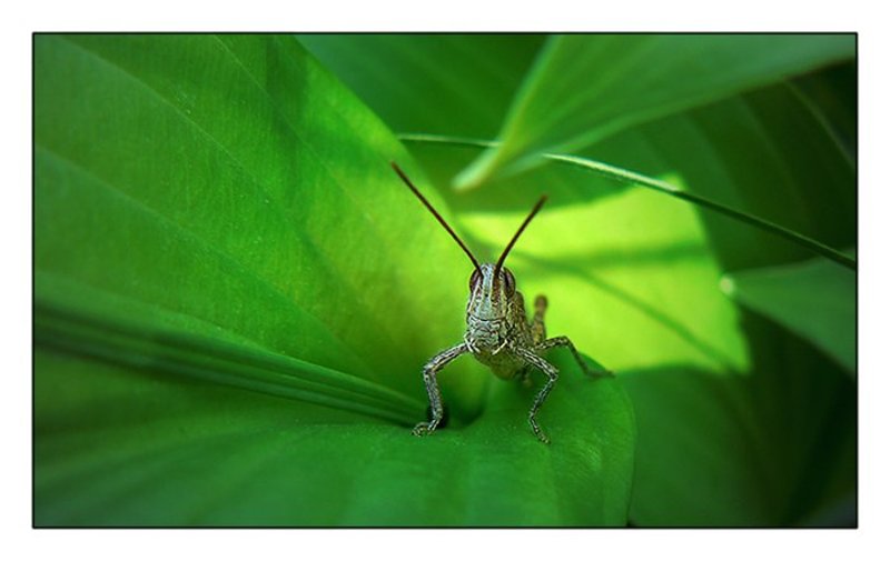 в траве сидел кузнечик ...)photo preview