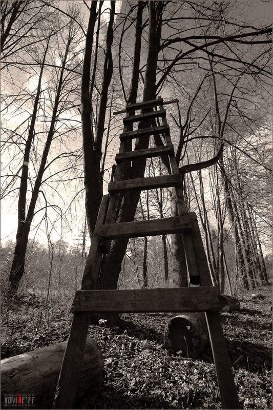 up лестница вверх лес весна Неизвестно куда...photo preview