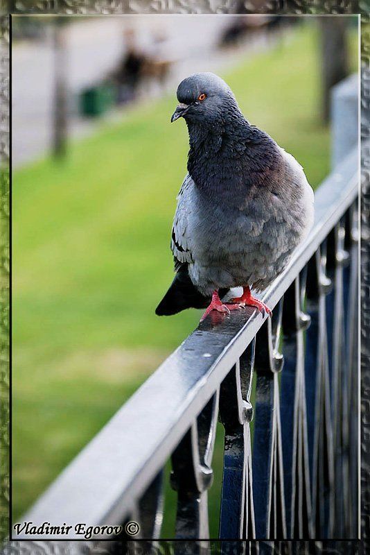 голубь, ограда, манежка прогулкаphoto preview