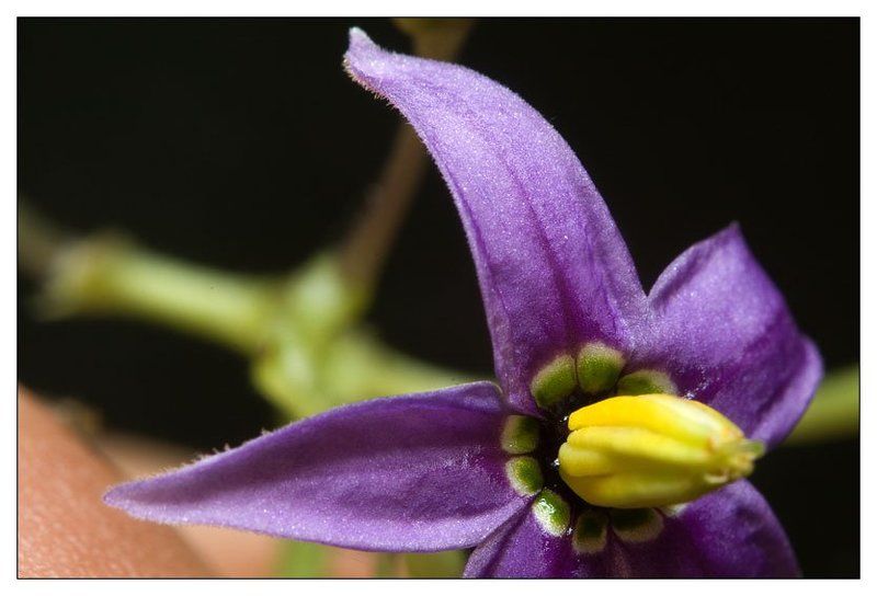 паслен пасленphoto preview