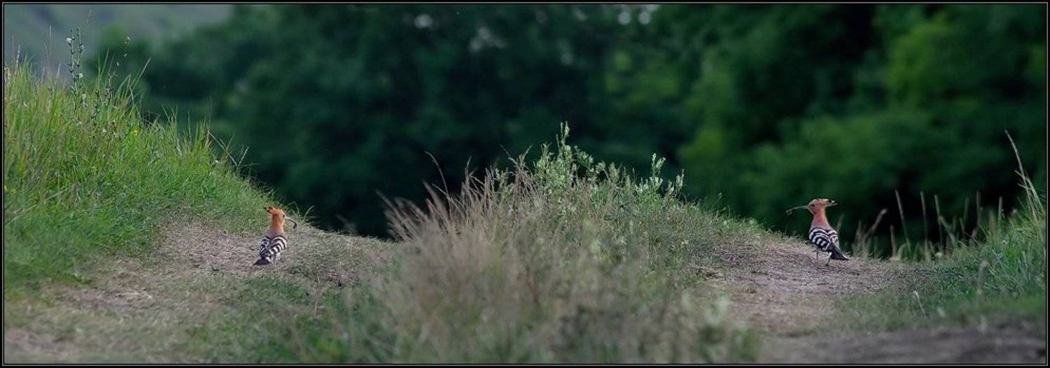 лес, птица, удод, трава, i_go, i_GO