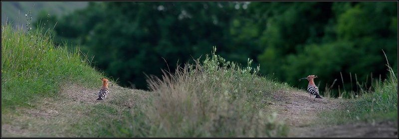 лес, птица, удод, трава, i_go Всяк другого мнит уДодом....photo preview