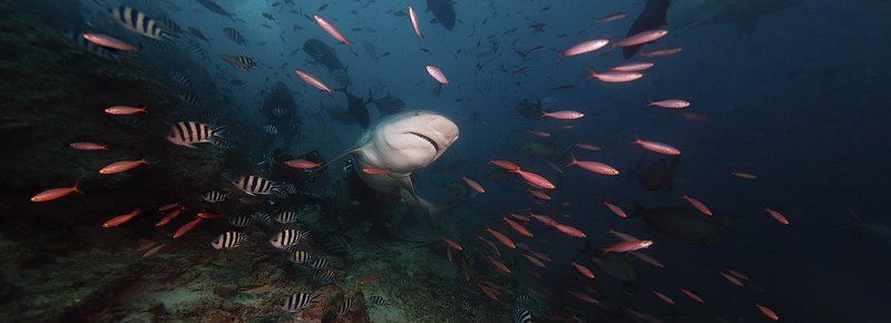 fotomafia,bullshark,fiji shark tracephoto preview