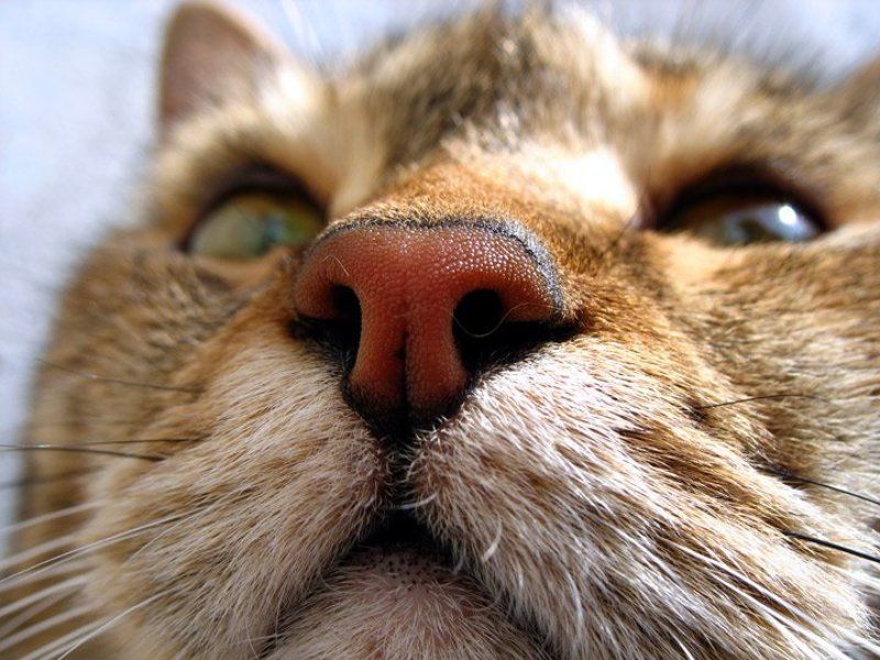 этот - всё чует!photo preview