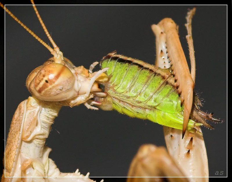 макро скрипач богомол кузнечик \