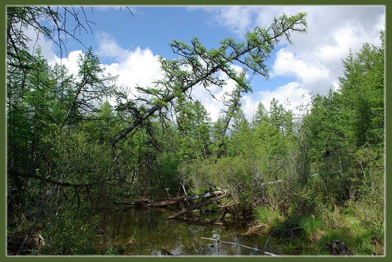 тайга,якутия Таёжные дебриphoto preview