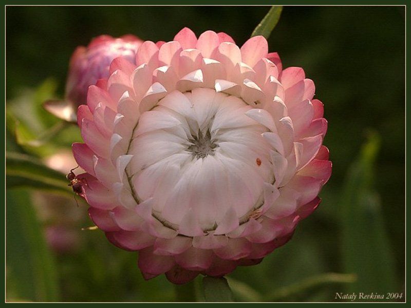 астра,цветы,лето На щечке родинка...photo preview