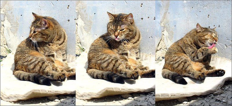 наблюдение, презрение, очищение.photo preview