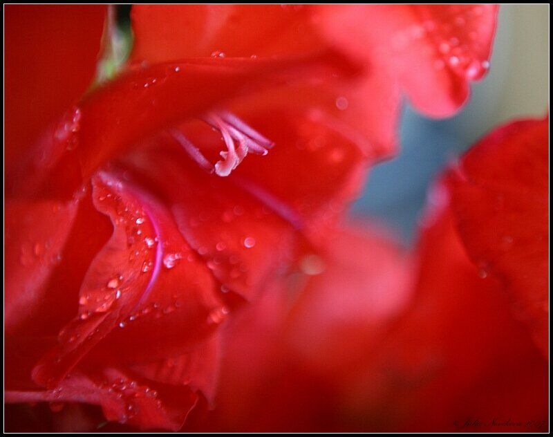 чувства, красный Искренние чувства.photo preview