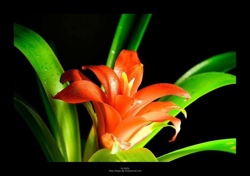 цветок photo preview