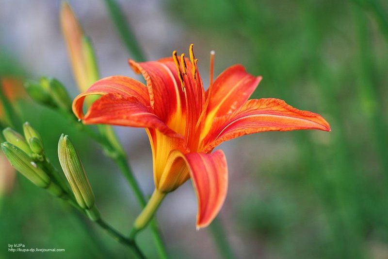 цветок photo preview