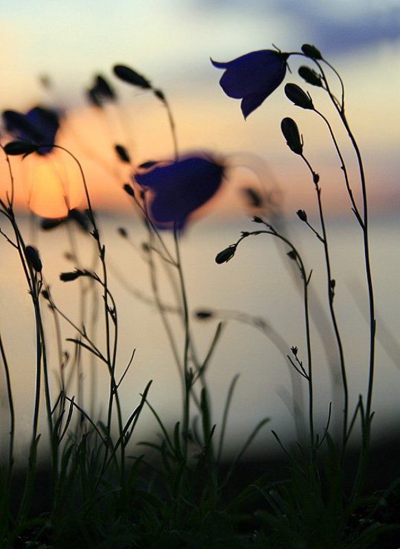 Колокольчиковый закатphoto preview