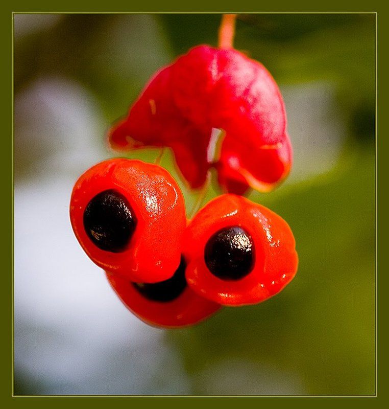 бересклет,макро Милашкаphoto preview