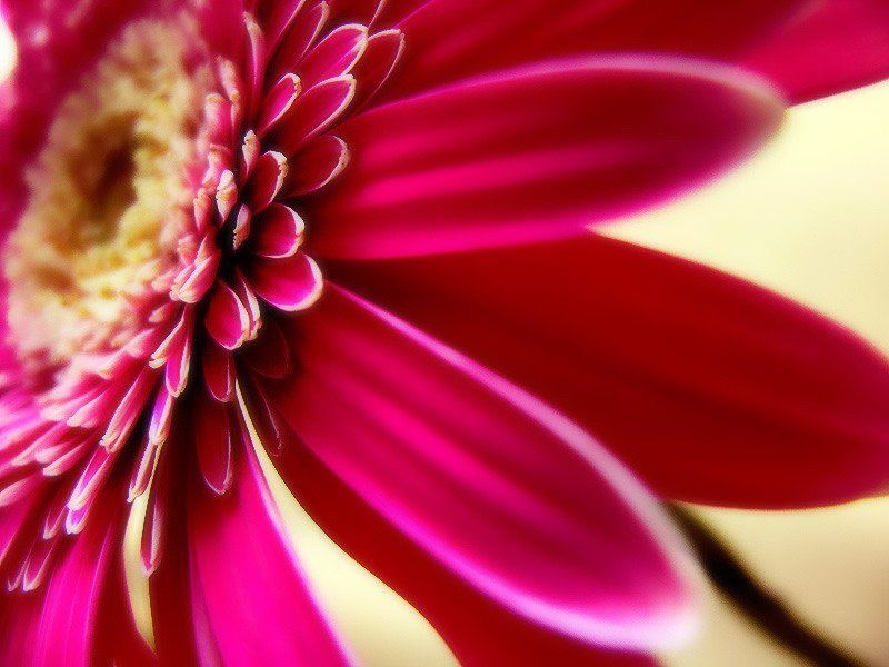 цветок, гербера ***photo preview