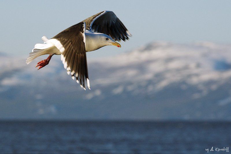 чайка, полет, охотское, море, магадан свободный полет...photo preview