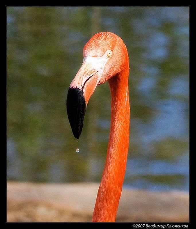 фламинго Капляphoto preview