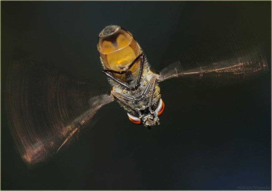 муха, журчалка, полёт, Надежда Муравьёва