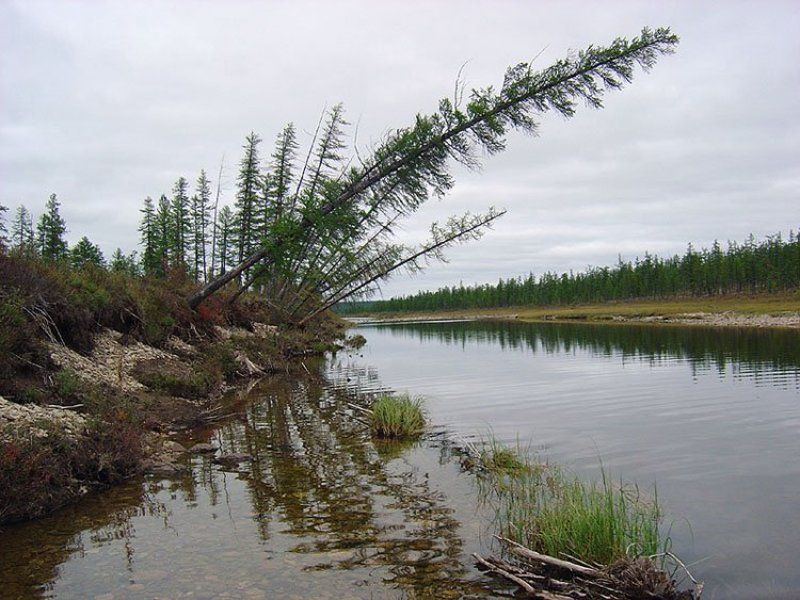 река,тайга,якутия Пасмурный деньphoto preview