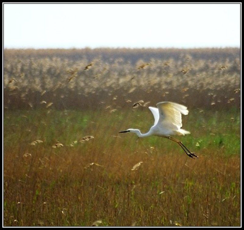 птица Набирая высоту... фото превью