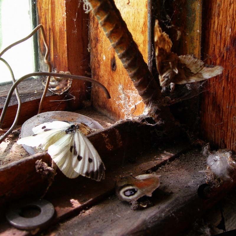 Сон о Лете. Первый.photo preview