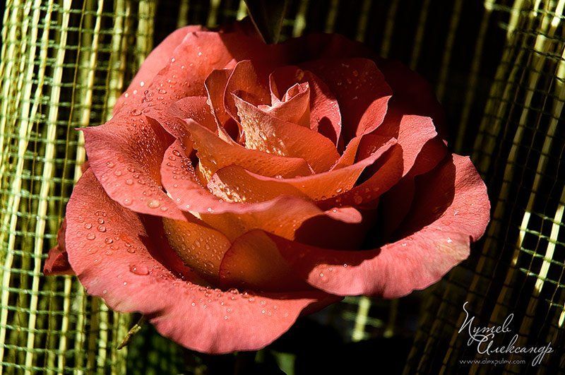 роза,шоколадная Шоколадная... фото превью